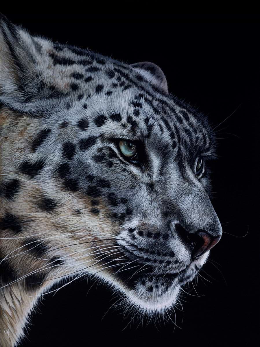 Snow Leopard VI | Gina Hawkshaw – Clarendon Fine Art