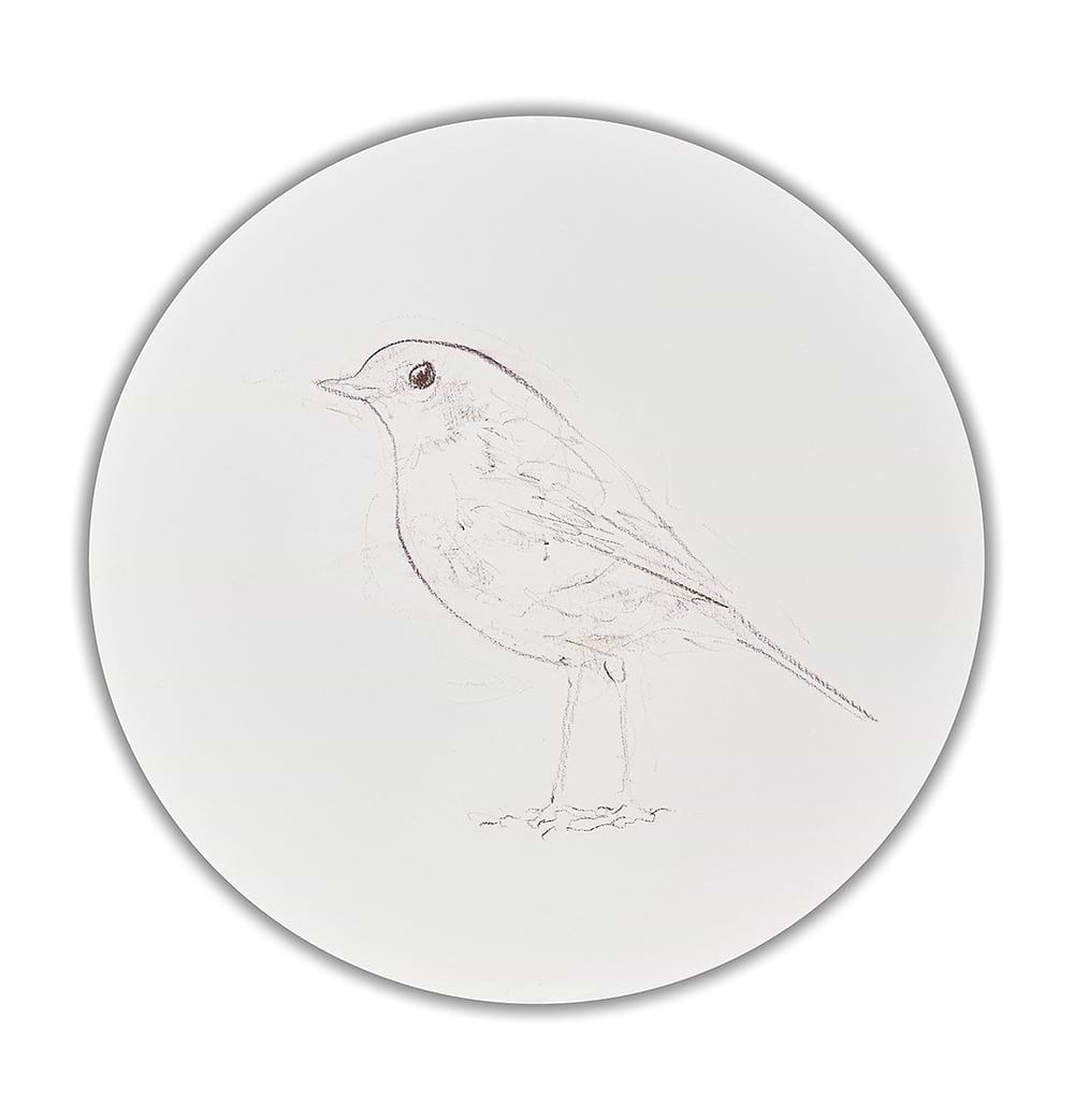 Robin Sketch VIII