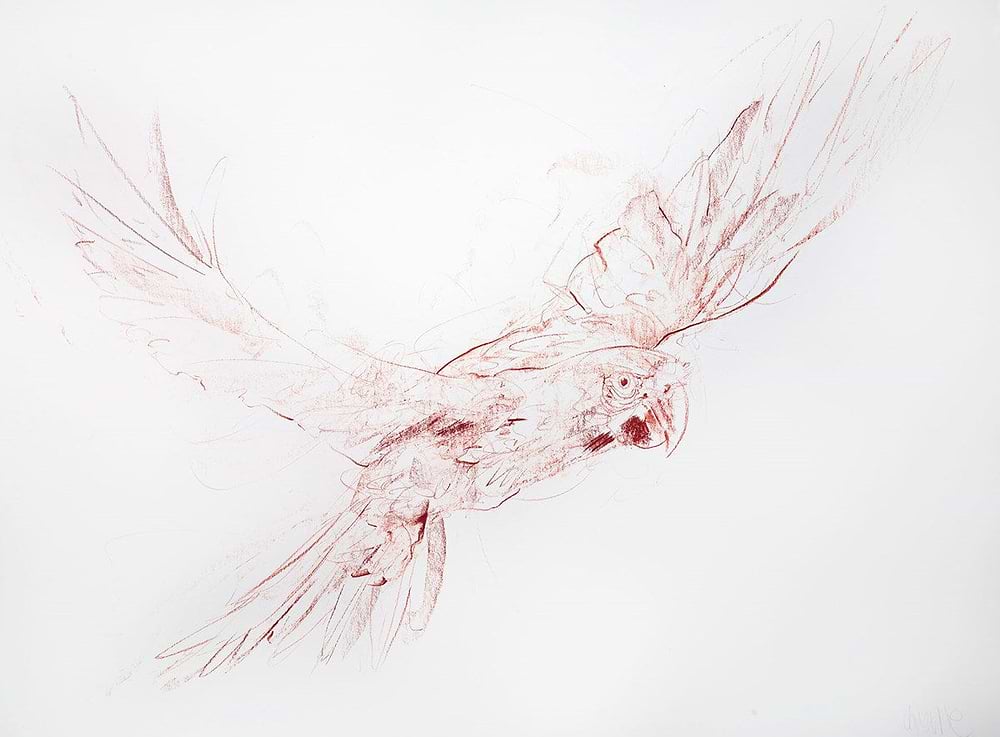 Flight Study II