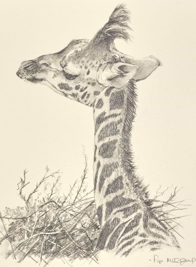Baby Giraffe III