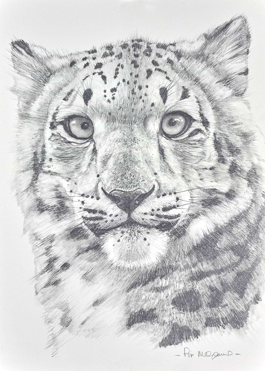 Snow Leopard Portrait II