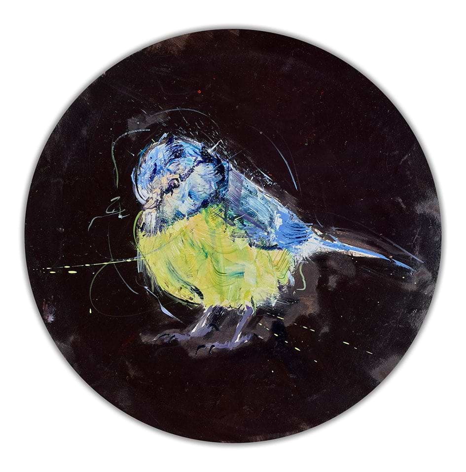 Blue Tit Study