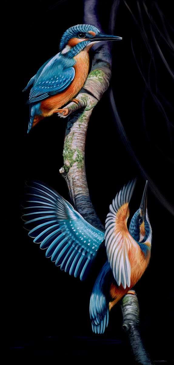Kingfisher Flight | Alex McGarry – Clarendon Fine Art