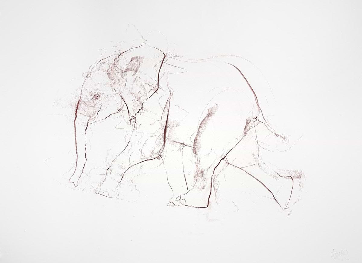 Young Elephant Sketch V