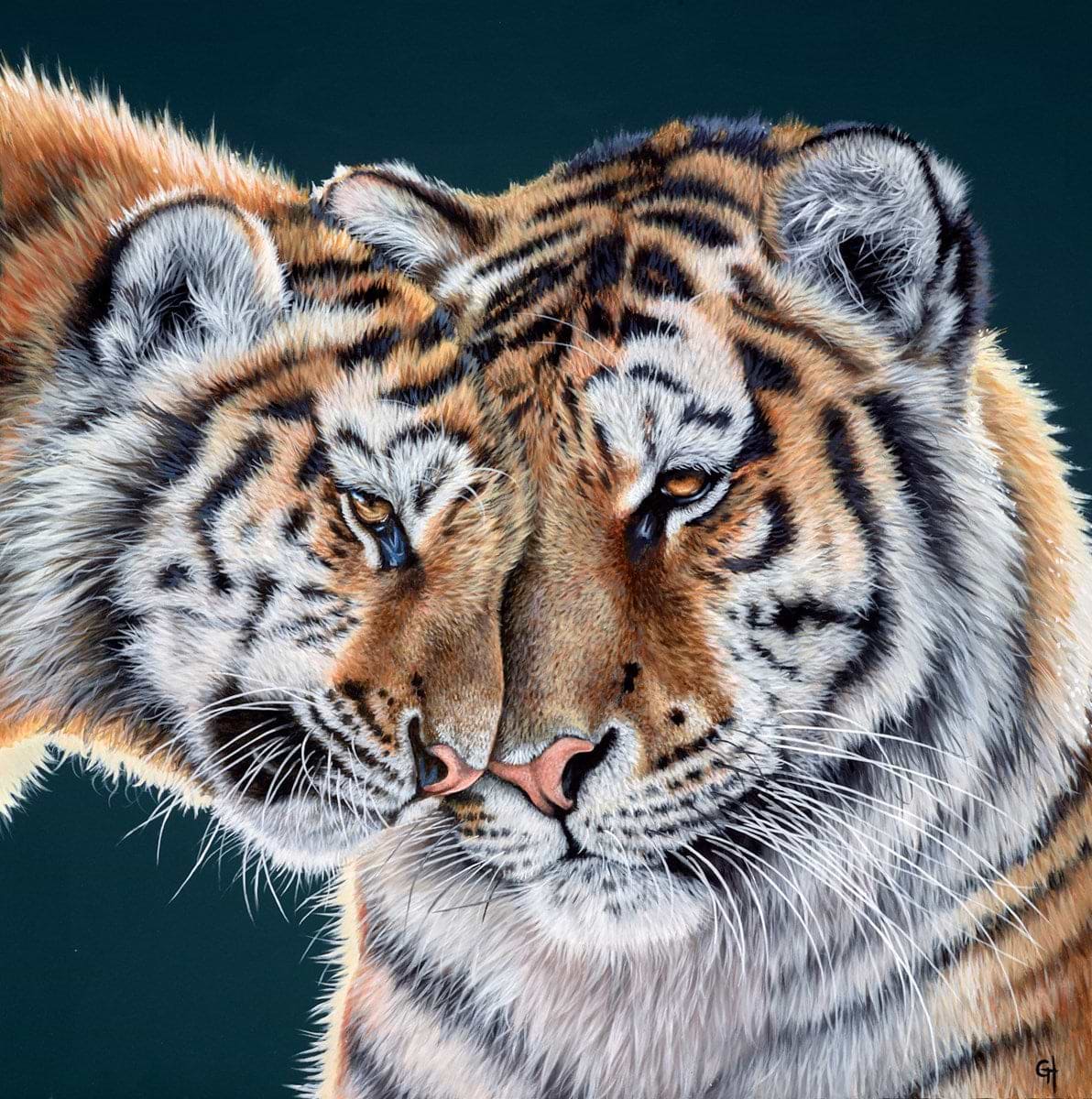 Tiger Cuddles