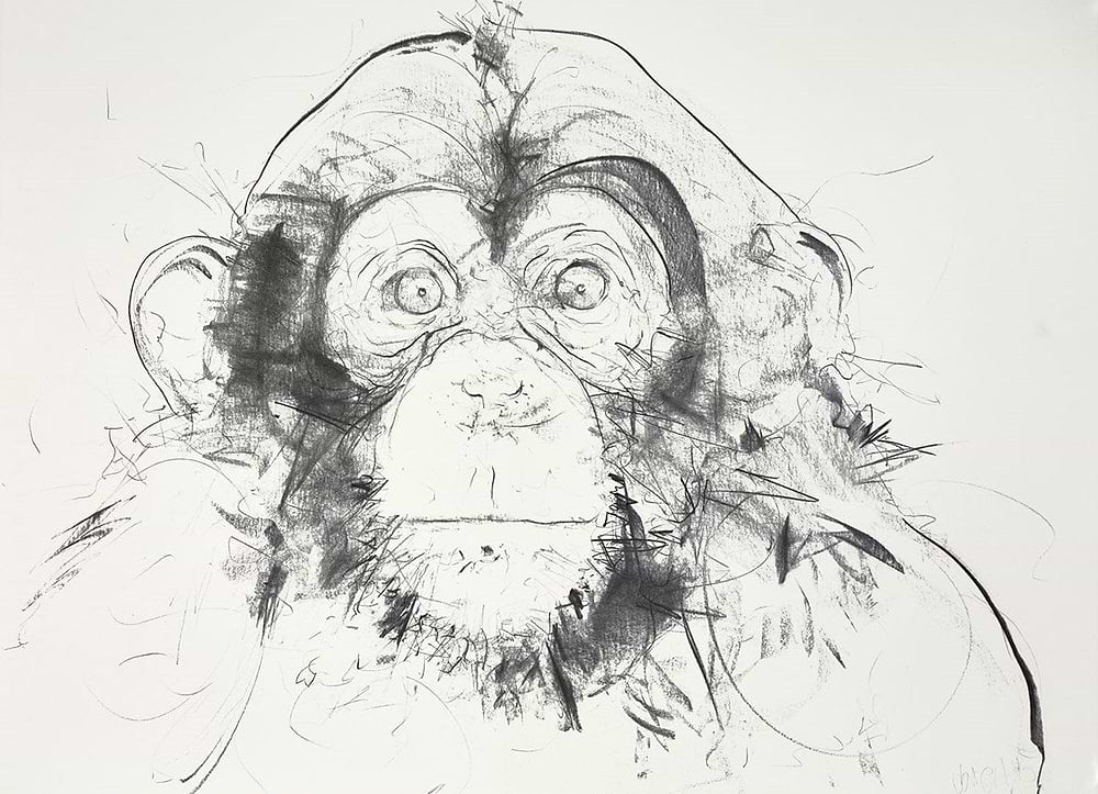 Chimp Study IV