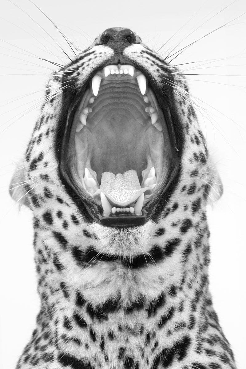 Never Change Your Spots | Harry Skeggs – Clarendon Fine Art
