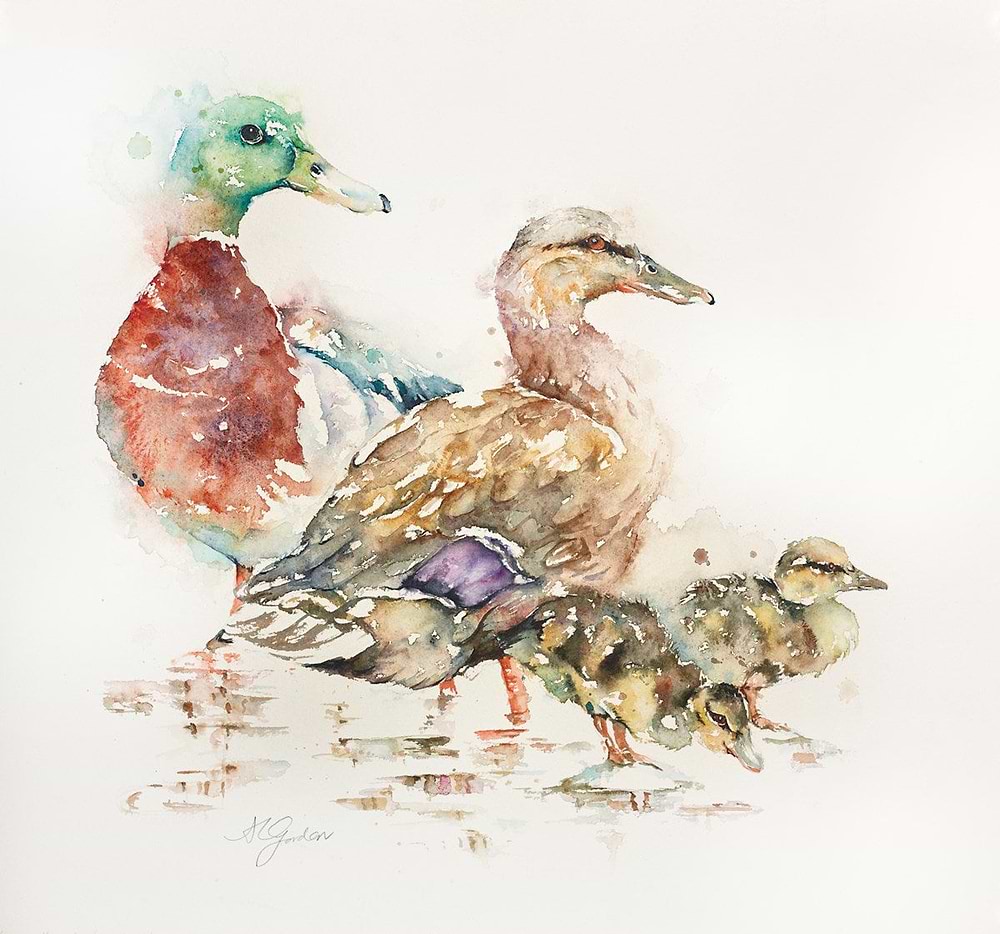 Paddling- Family of Mallards