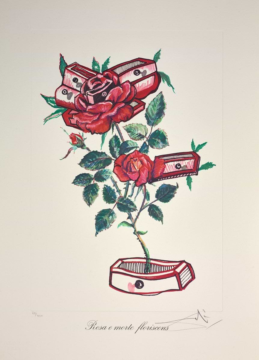 Rosa e morte floriscens