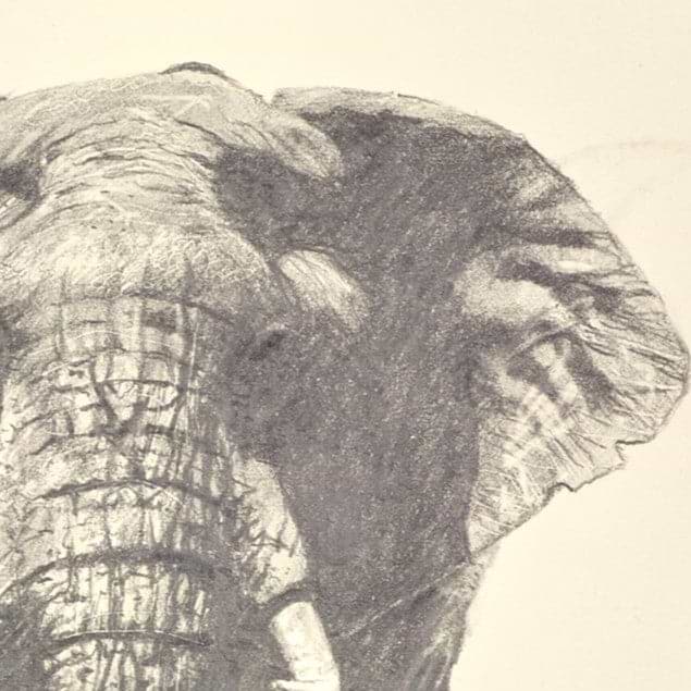 Lone Elephant