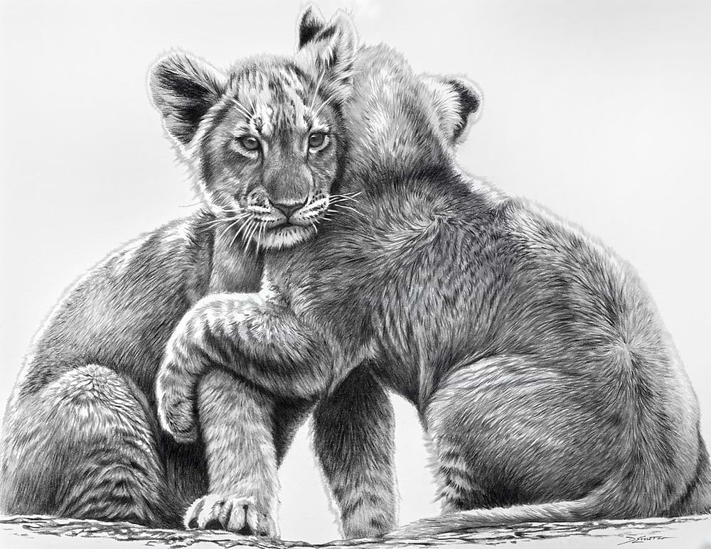Lion Cubs