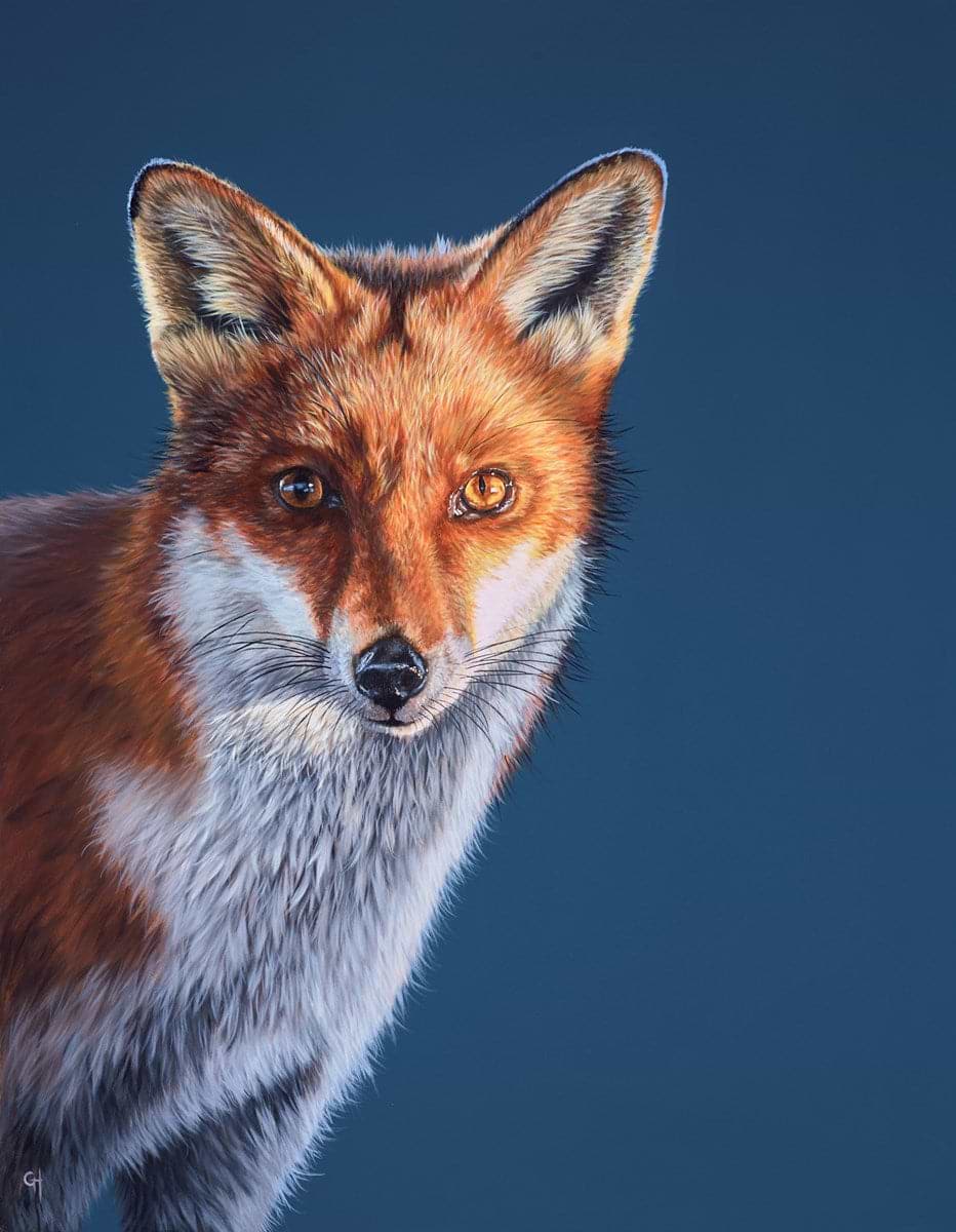 Glaring Fox