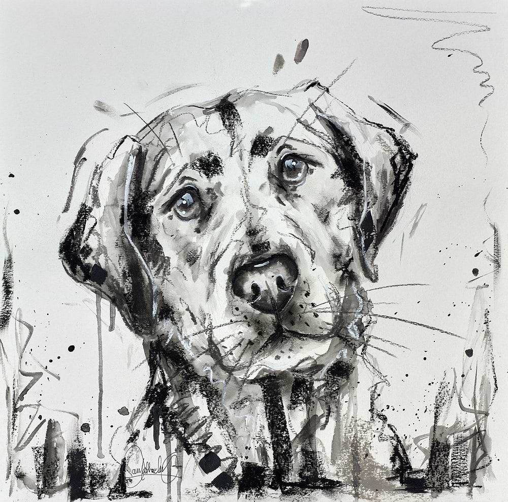 Labrador Blues