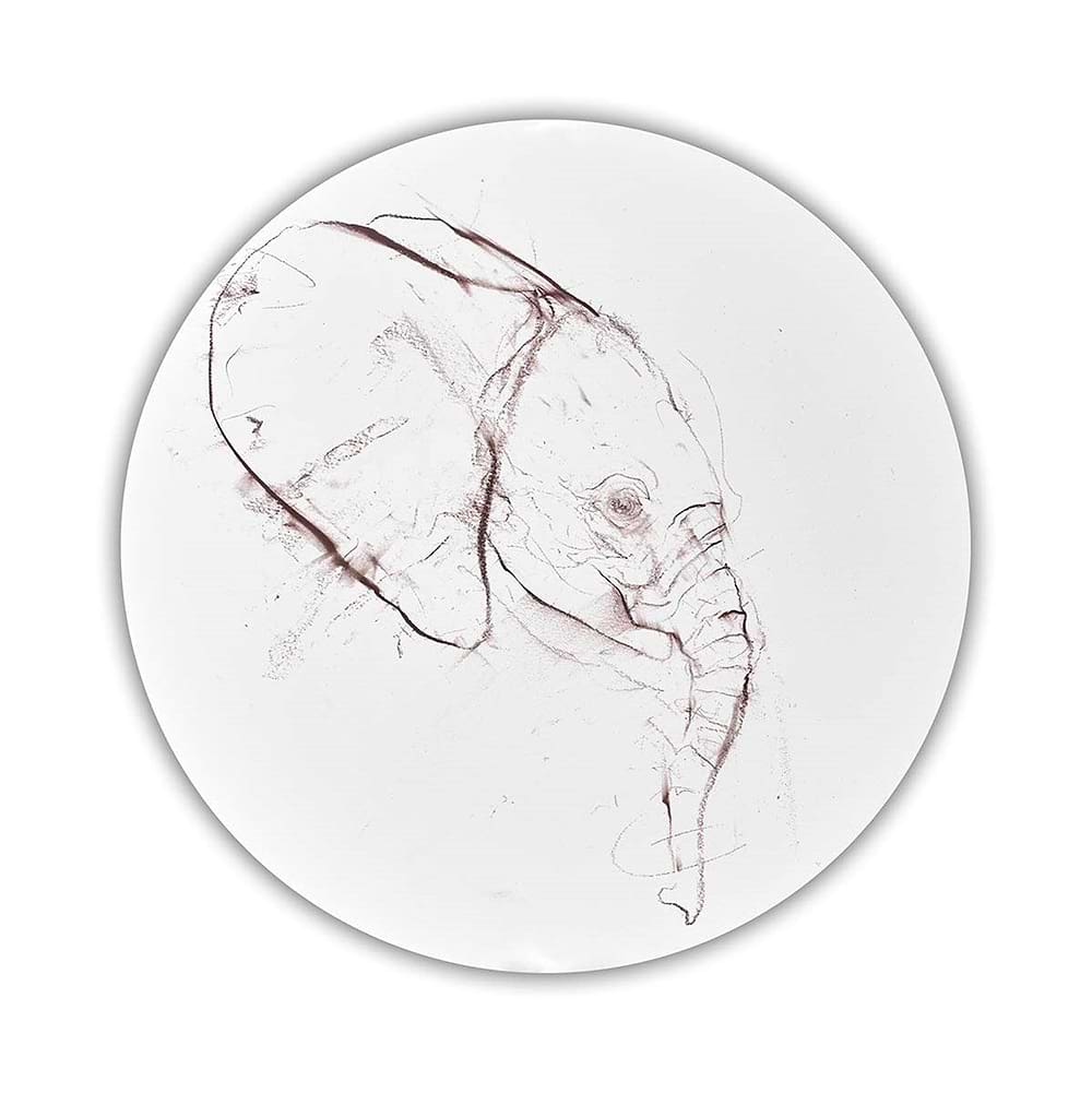 Elephant Study V