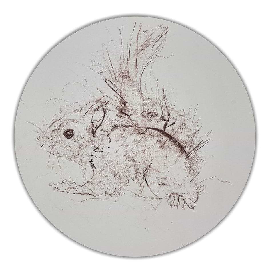 Red Squirrel Sketch