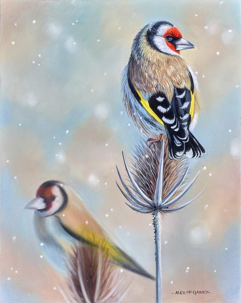 Goldfinch Thistle