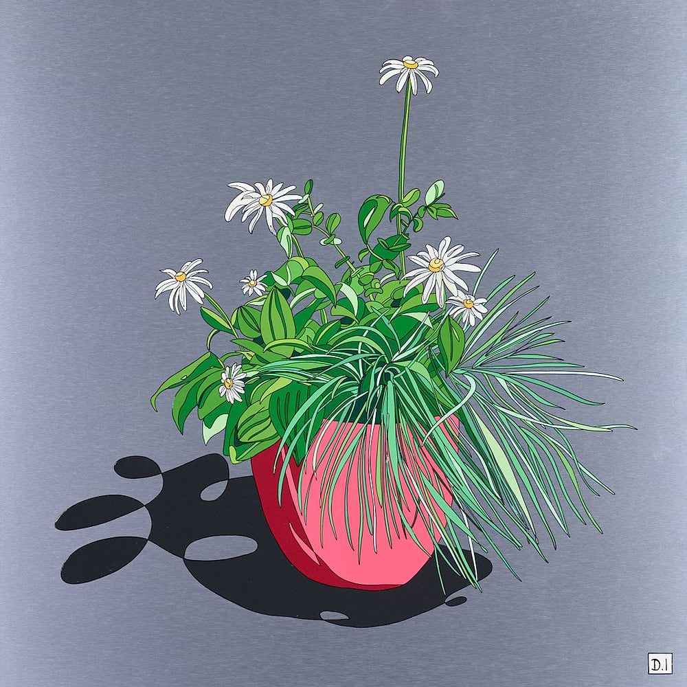 Oxeye Daisies