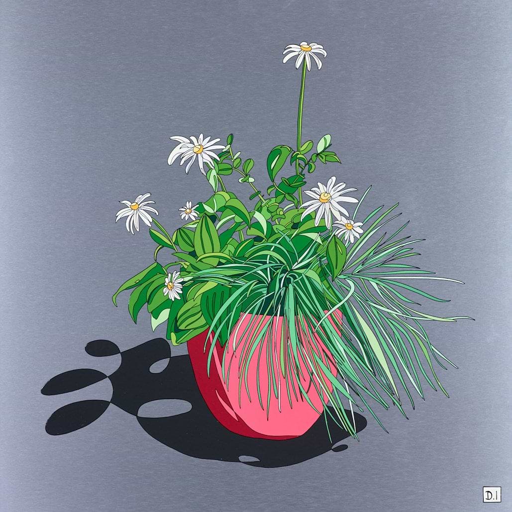 Oxeye Daisies
