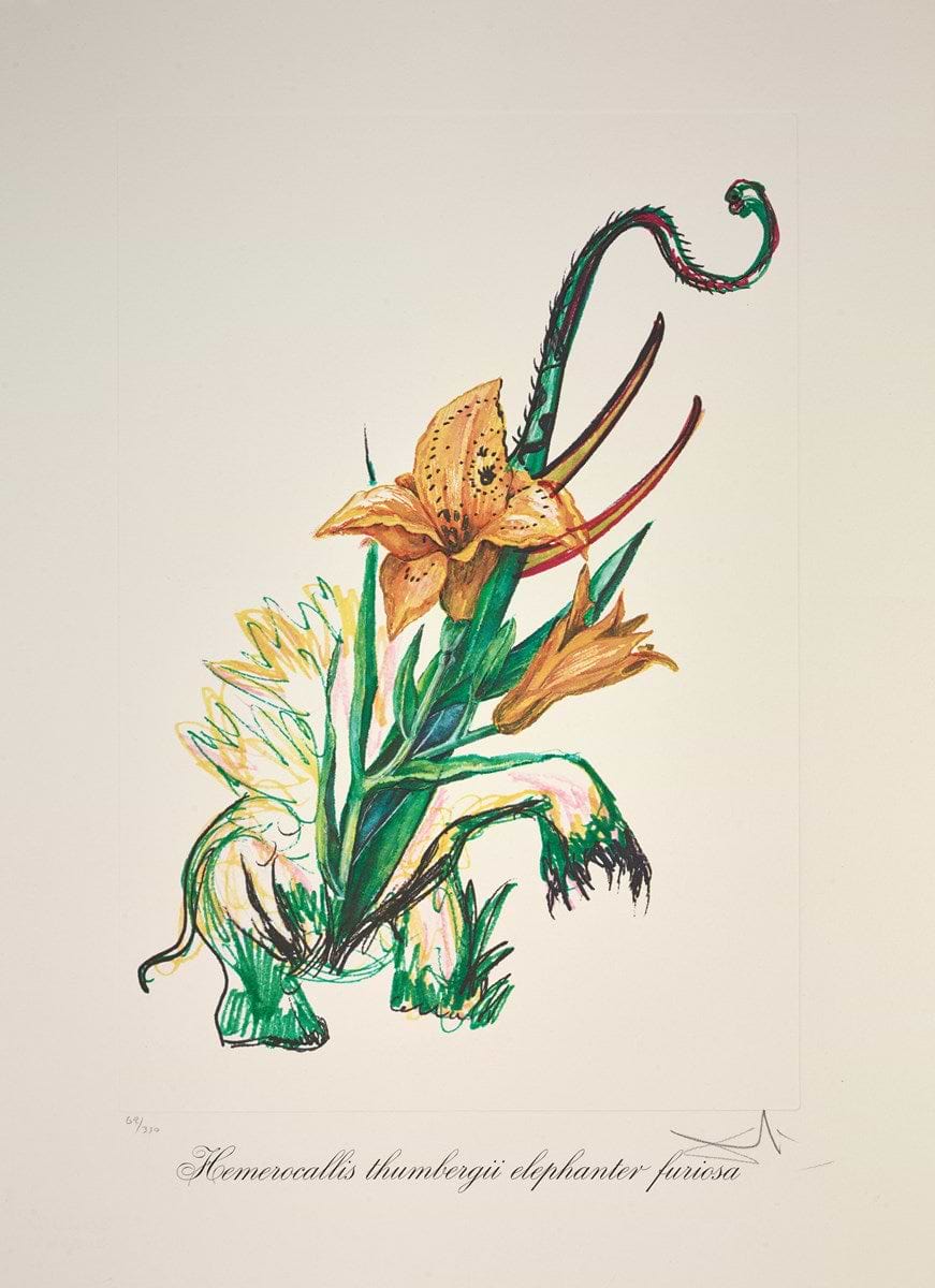 Hemerocallis thumbergii elephanter furiosa