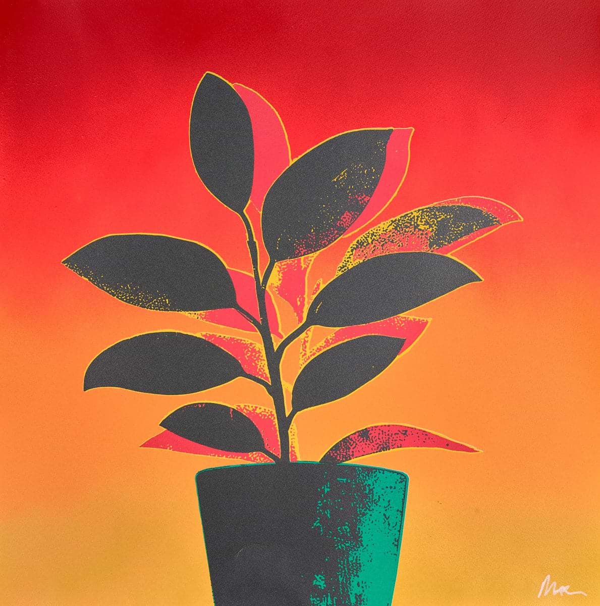 Rubber Plant - Green/Red