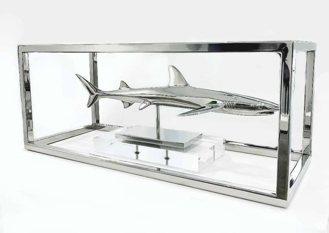 White Tip Shark
