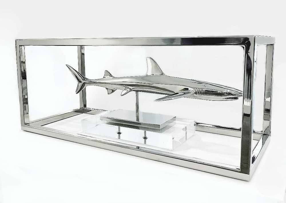 White Tip Shark