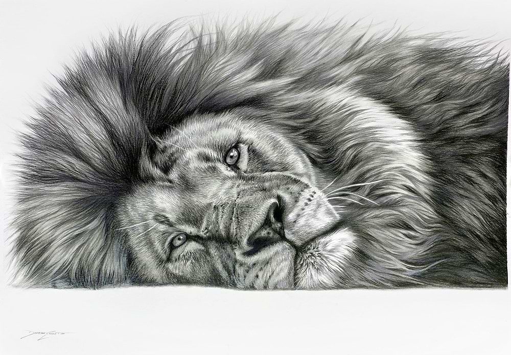 Relaxing Lion