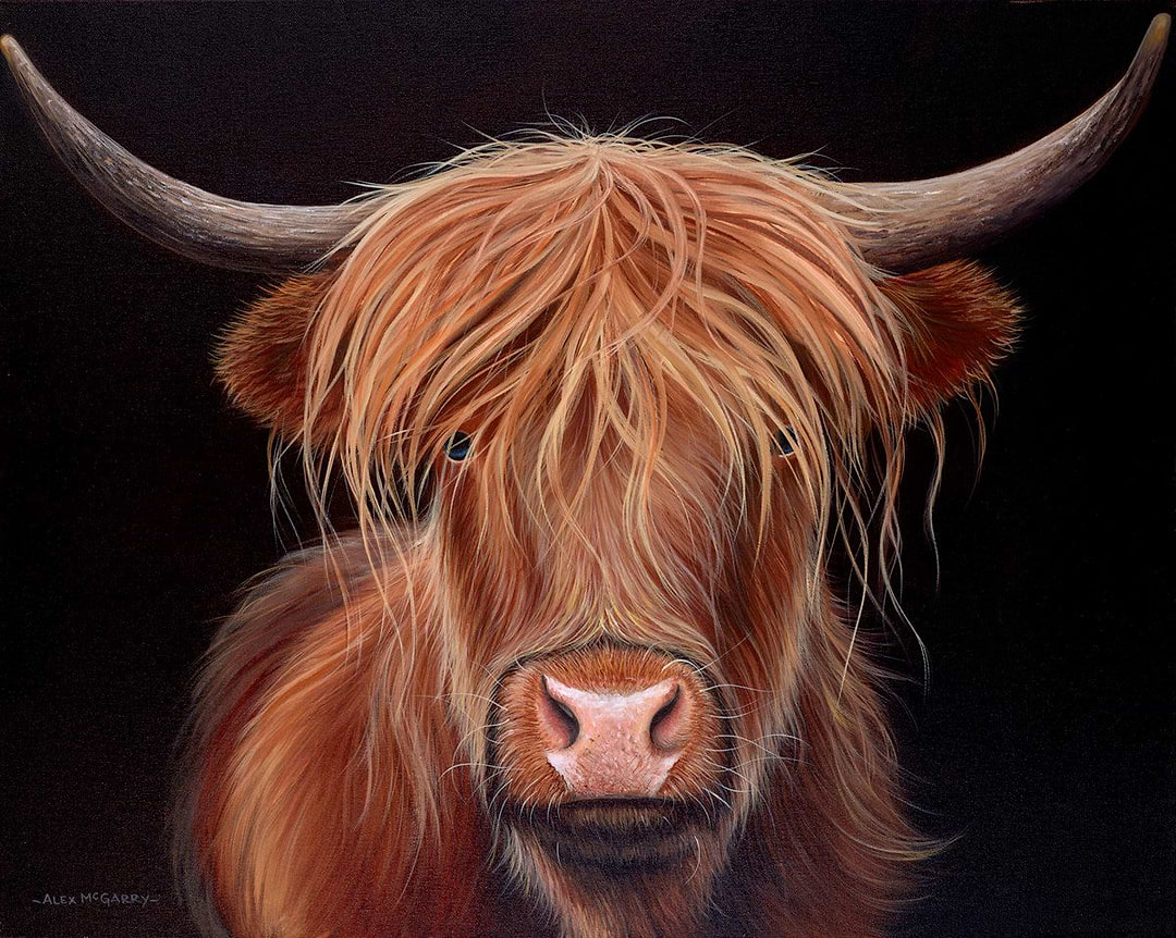 Highland Cow V