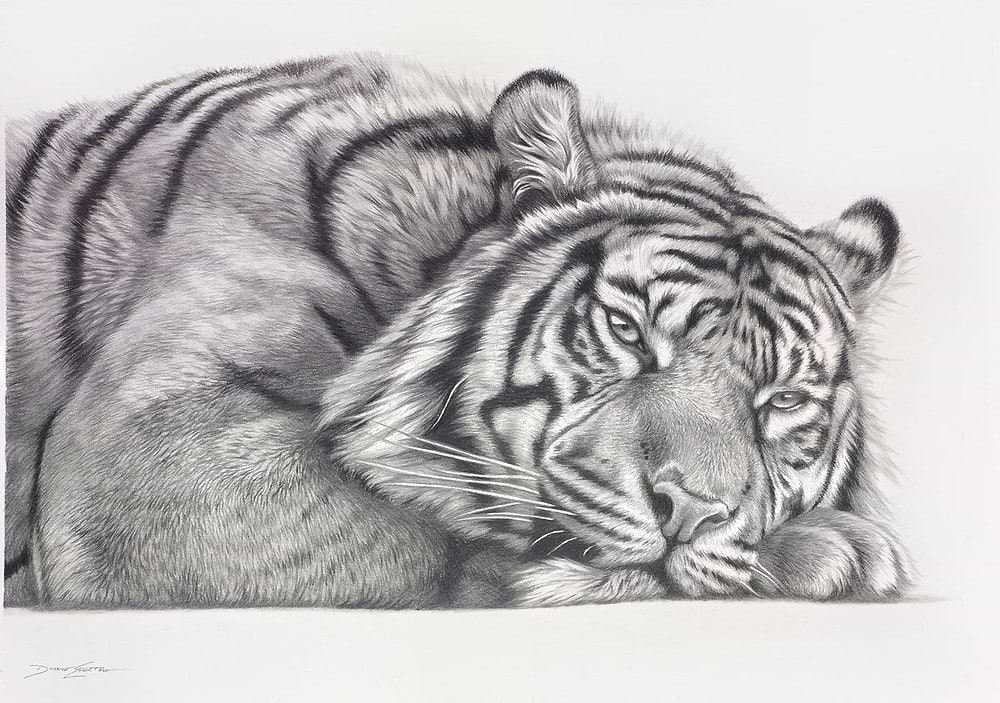 Tiger at Rest