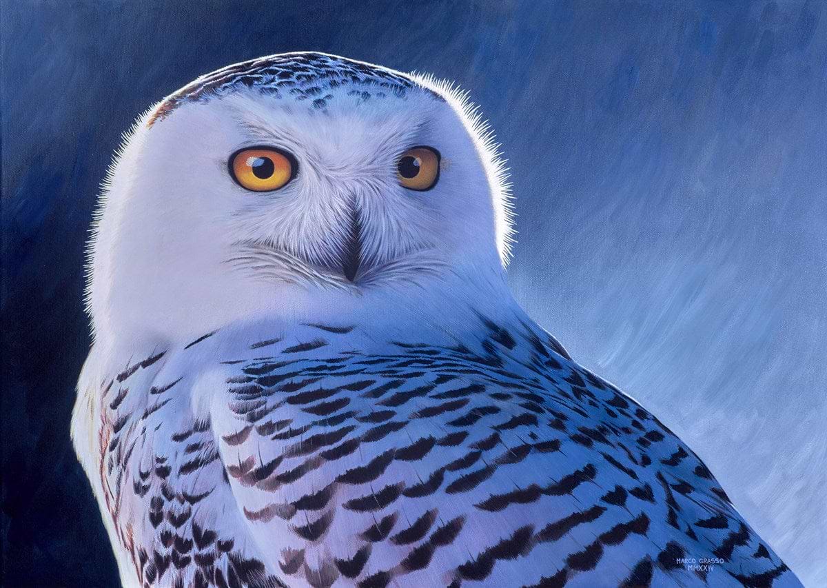 Snowy Owl II