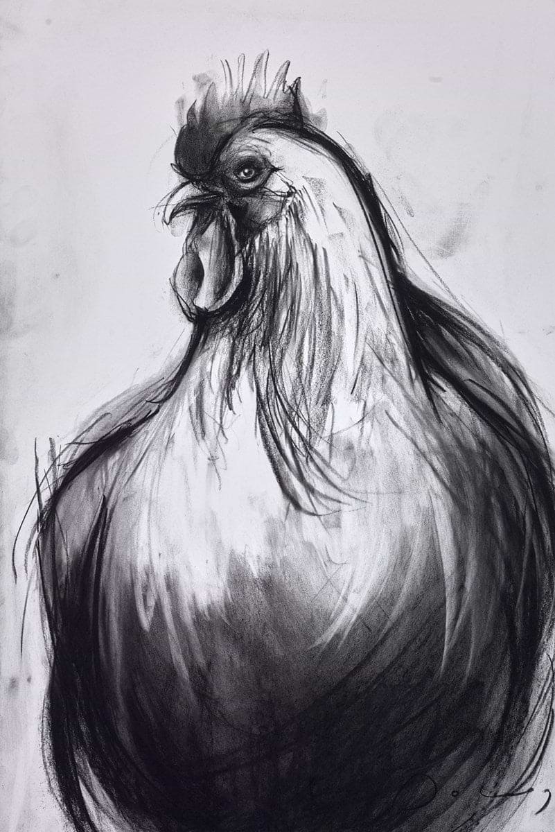 Cockerel