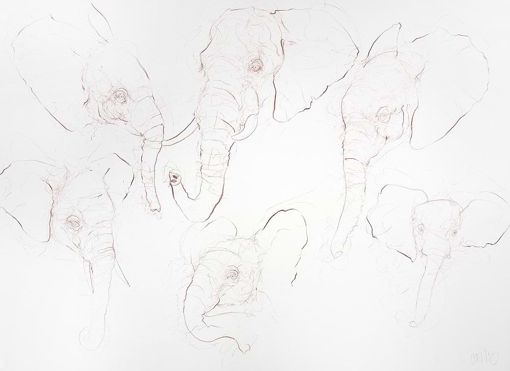 Elephant Study Sheet I