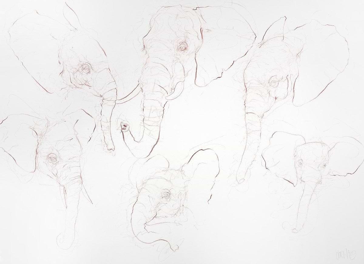 Elephant Study Sheet I