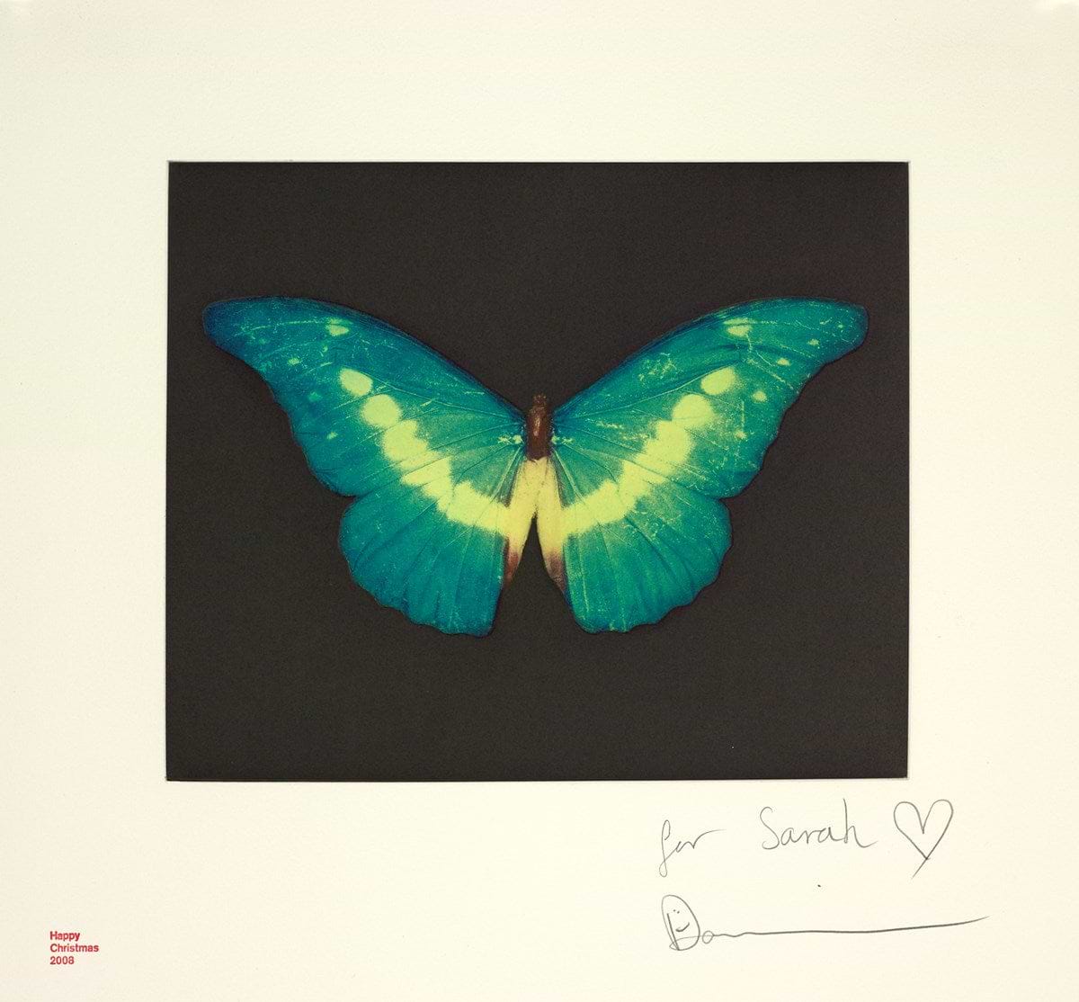 Green Butterfly, 2008