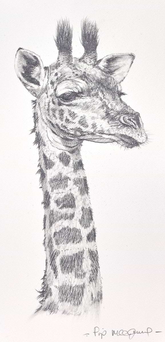 Baby Giraffe