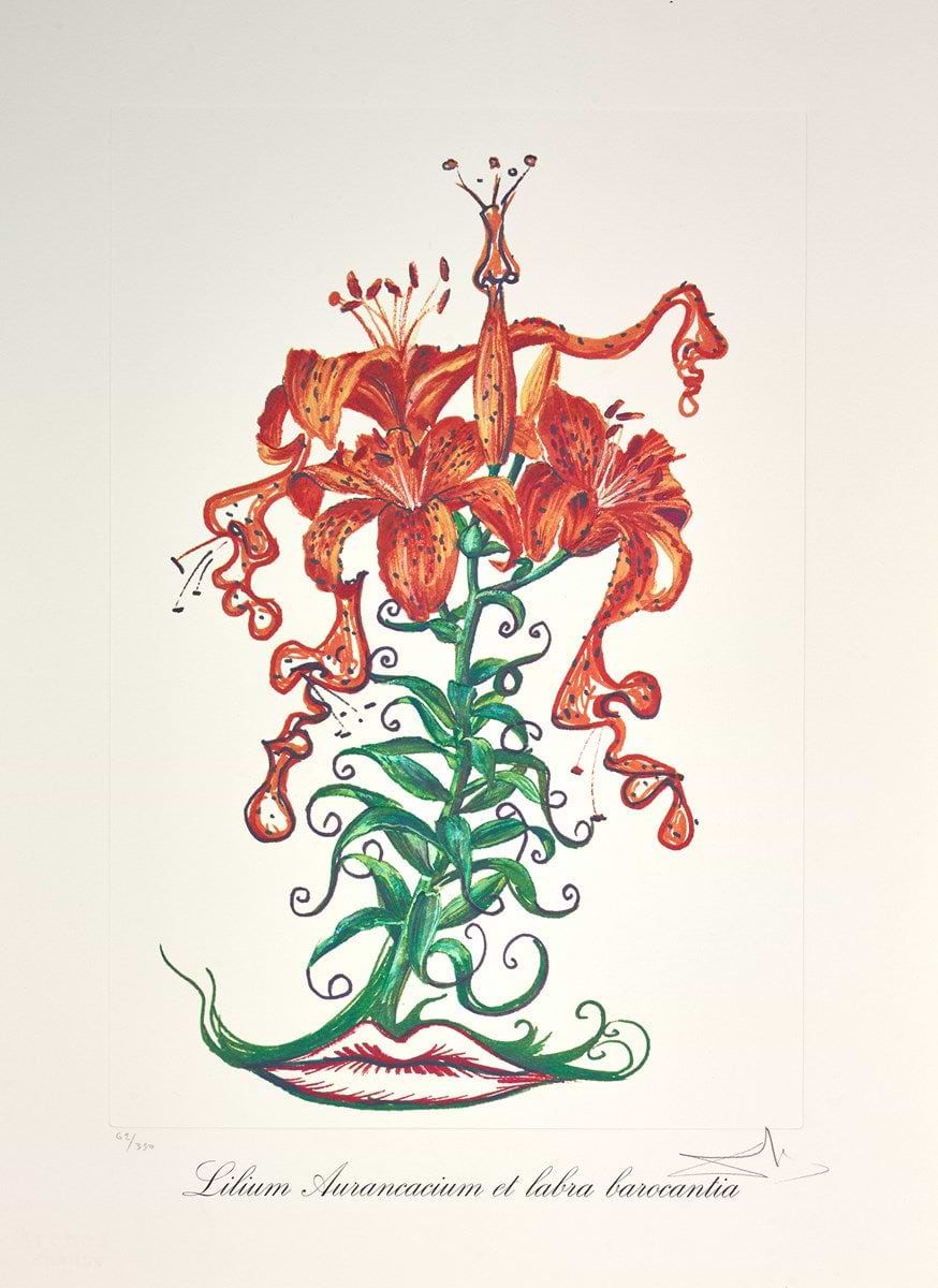 Lilium aurancacium et labra barocantia