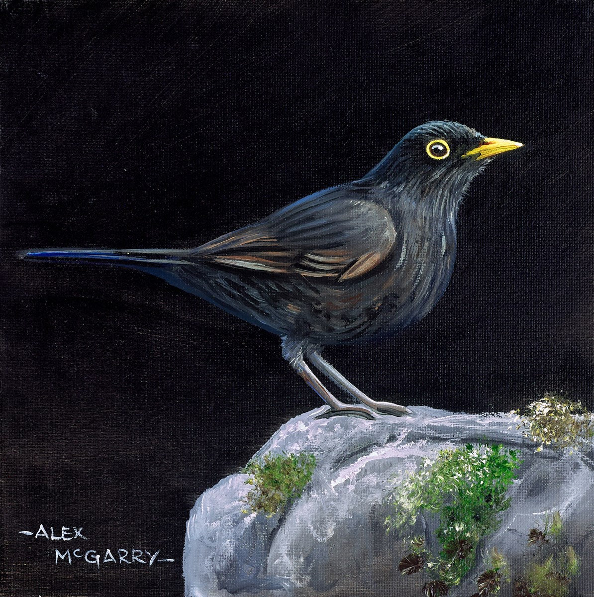 Blackbird