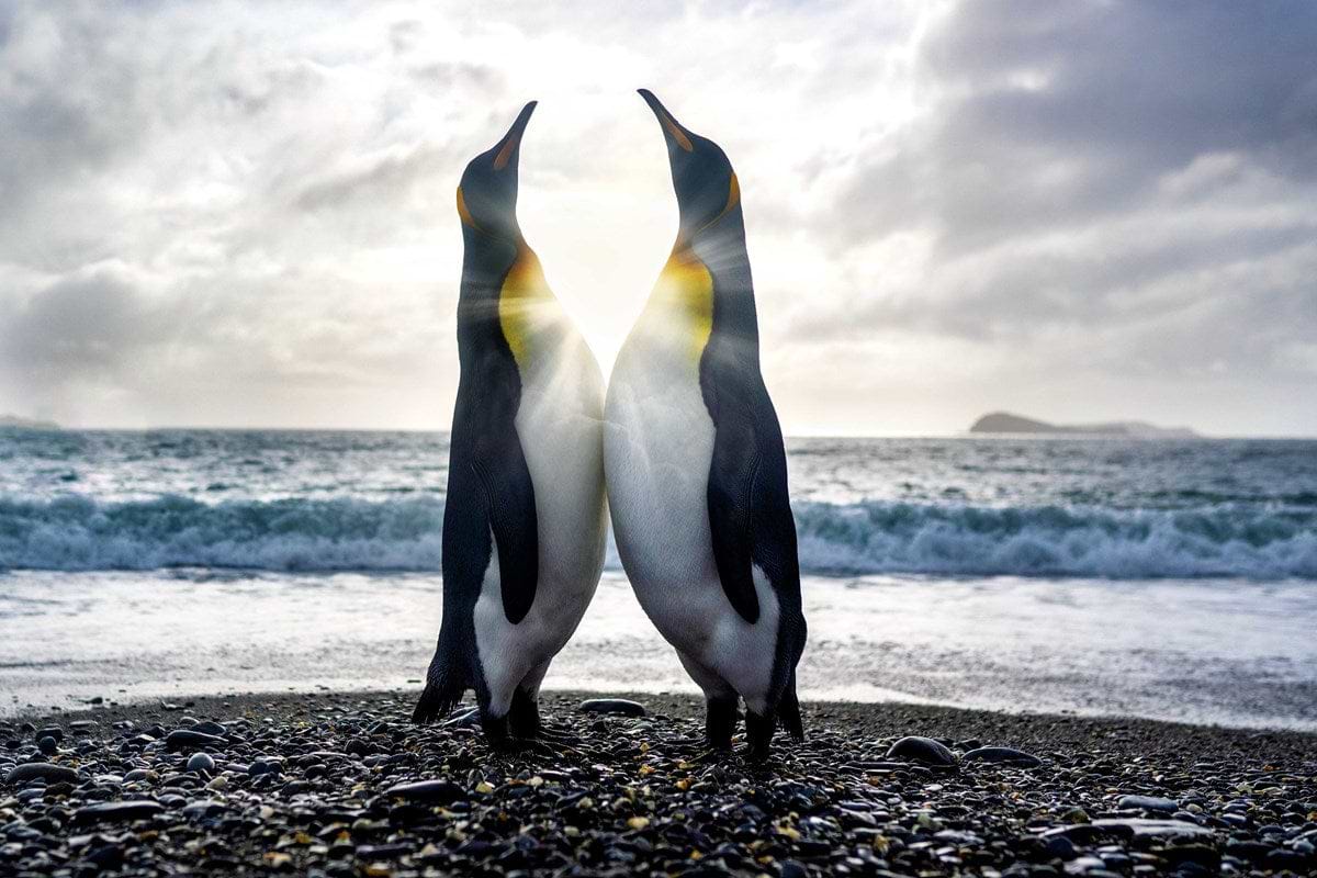 Dare To Hope | Harry Skeggs – Clarendon Fine Art