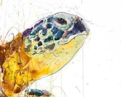 Sea Turtle 2020 (AP) (Detail1)