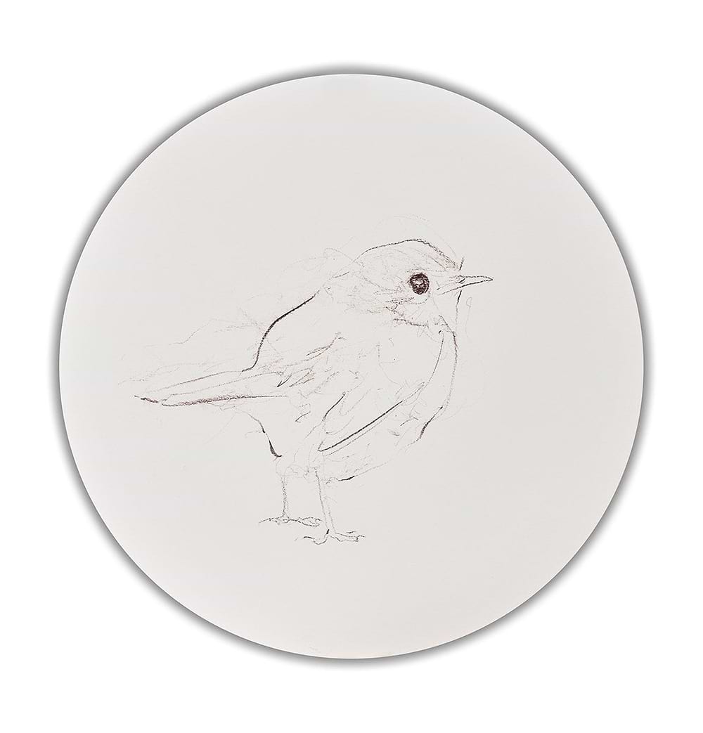 Robin Sketch VI