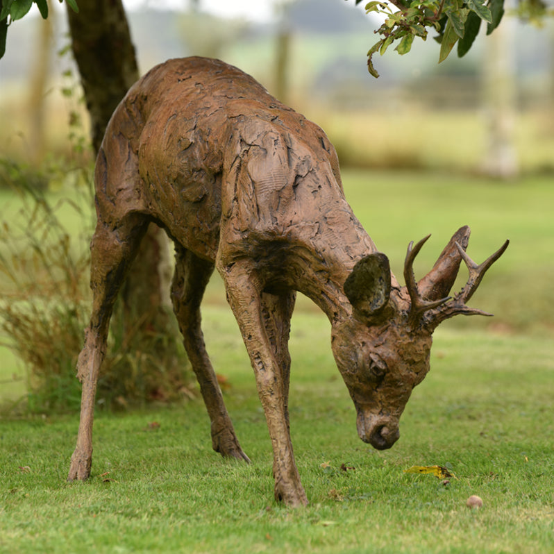 Roe Buck Grazing 2024