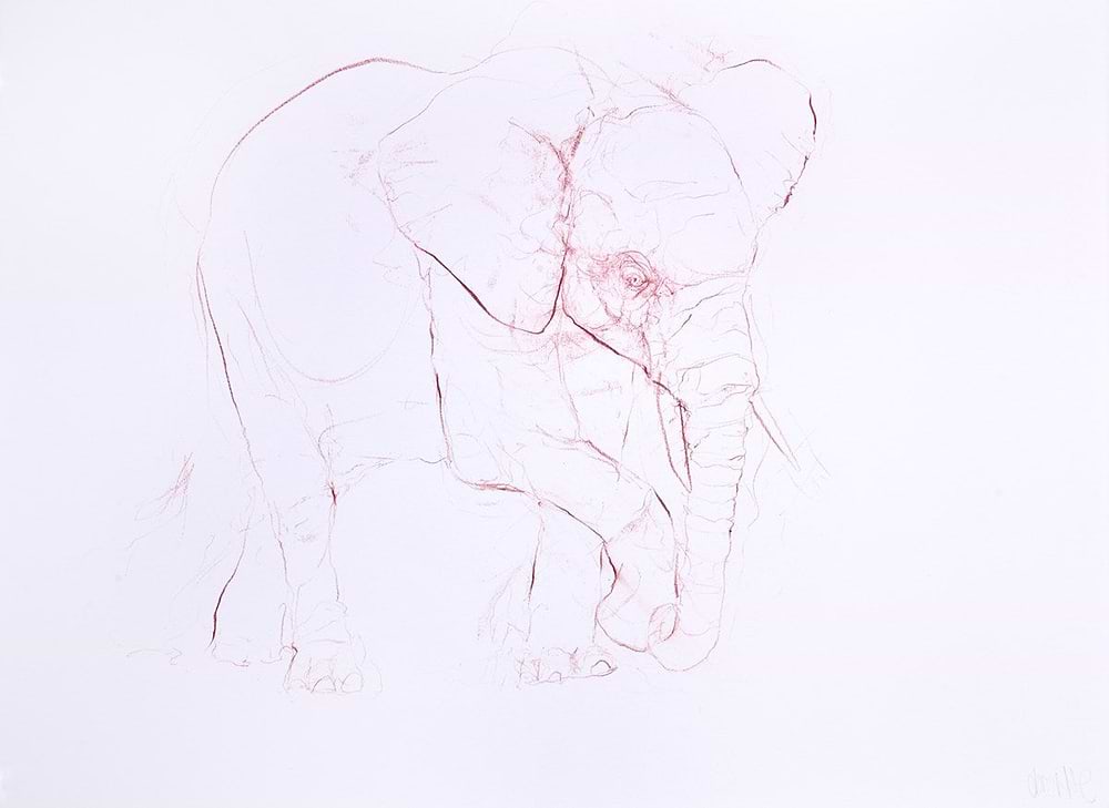 Young Elephant Sketch XIII