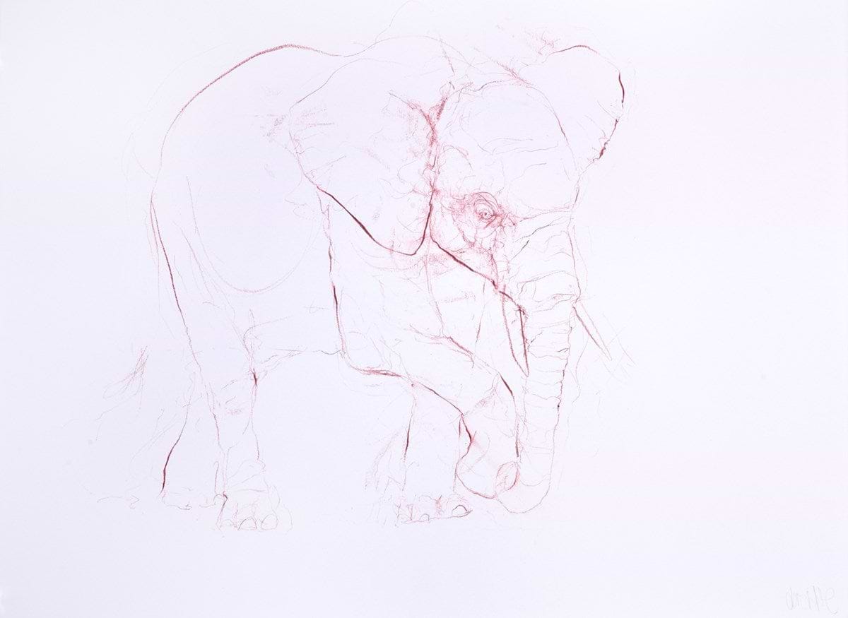 Young Elephant Sketch XIII