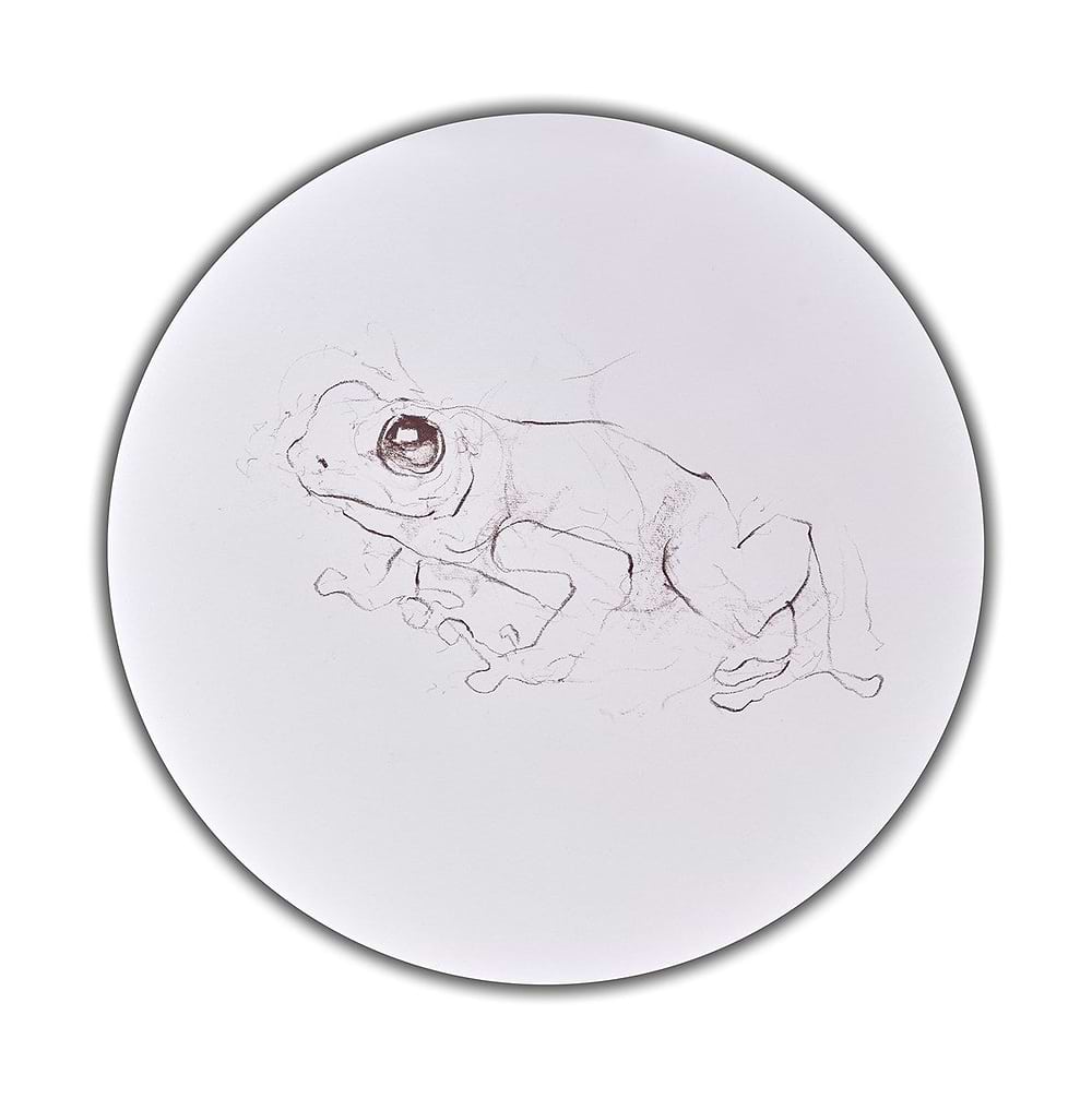 Tree Frog Study I