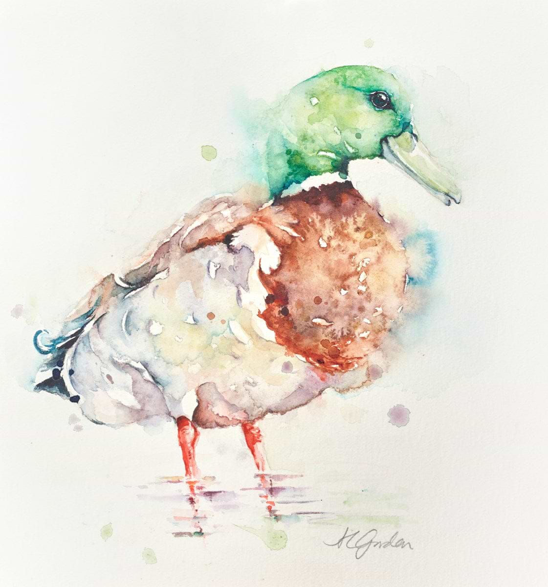 Mallard Drake