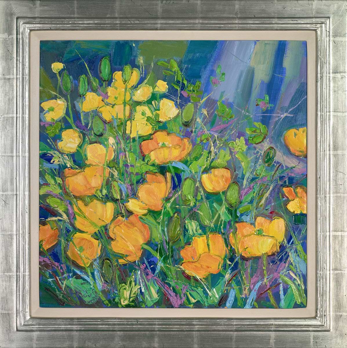Welsh Poppies in my Garden