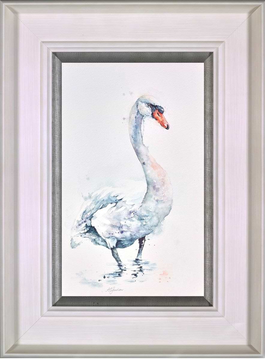 Male Mute Swan (Framed)