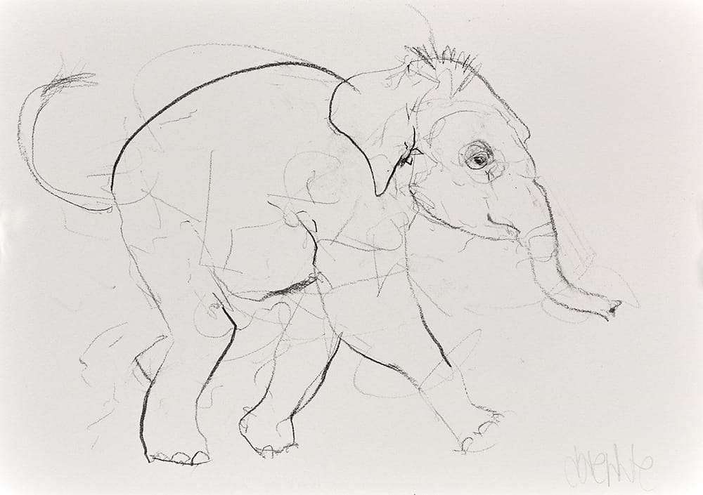 Elephant Study XXIV