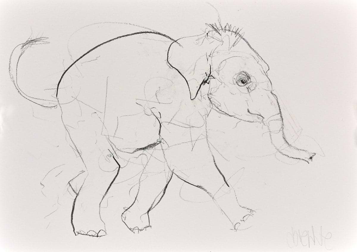 Elephant Study XXIV
