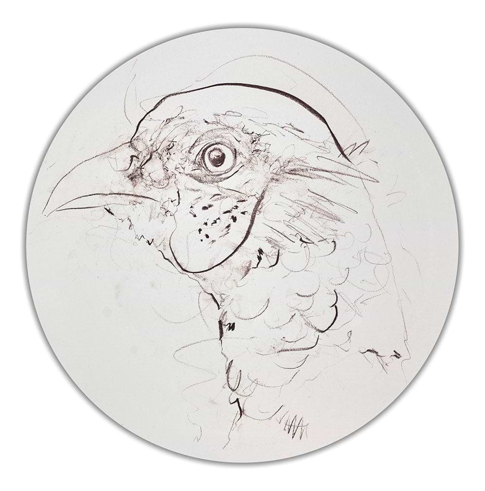 Pheasant Sketch